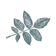 Ayres Lodging Collective logo