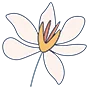 Campbell Premier Dental logo