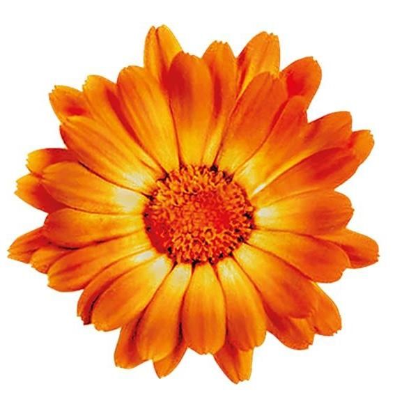 Calendula Kräutergarten logo