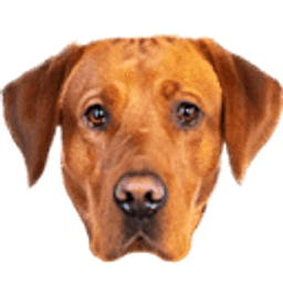 Best Care Home Services logo