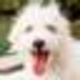 Premier Pet logo