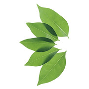 Terra Schools logo